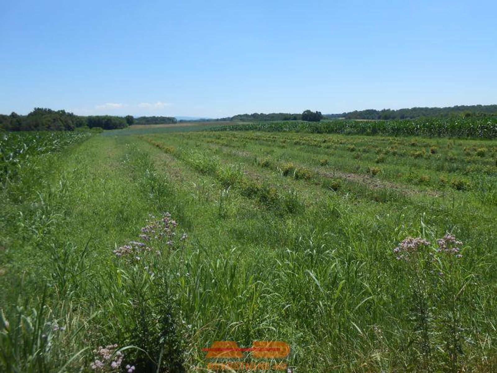 Plantaža lijeske na Borišu, moguća i gradnja!! — fotografija 9