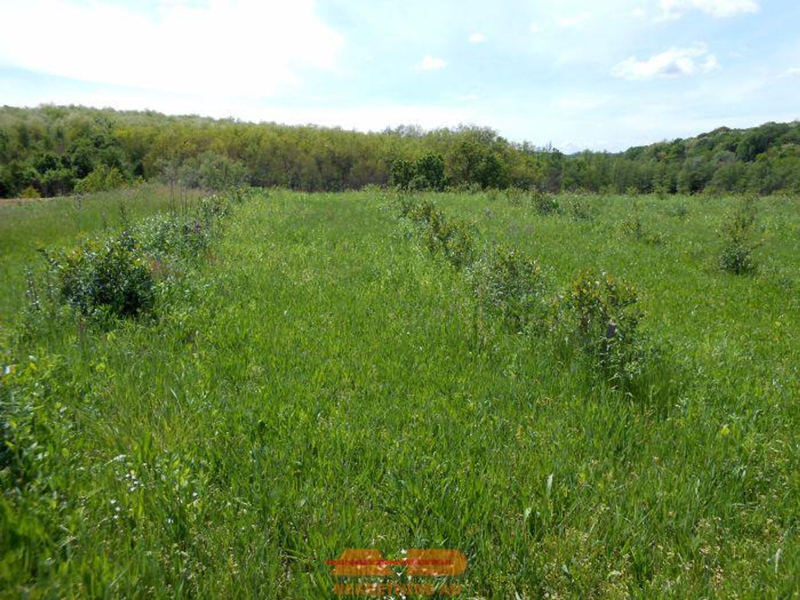 Nasad aronije i oranica, 16500 m2, Šibovac! — fotografija 1
