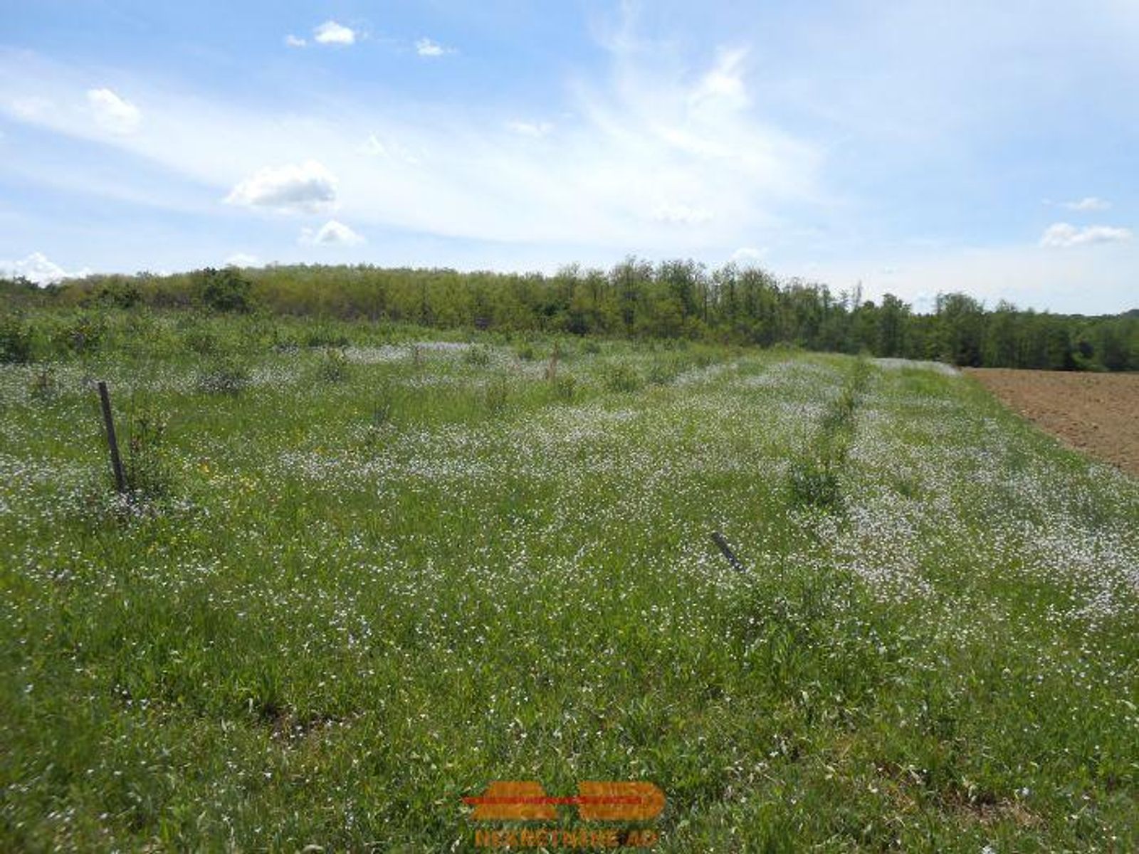 Nasad aronije i oranica, 16500 m2, Šibovac! — fotografija 18