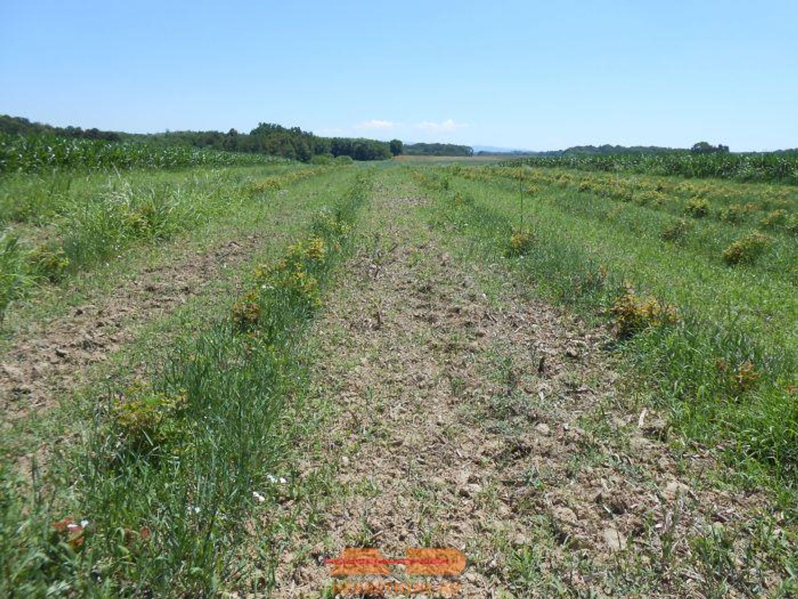 Plantaža lijeske na Borišu, moguća i gradnja!! — fotografija 4