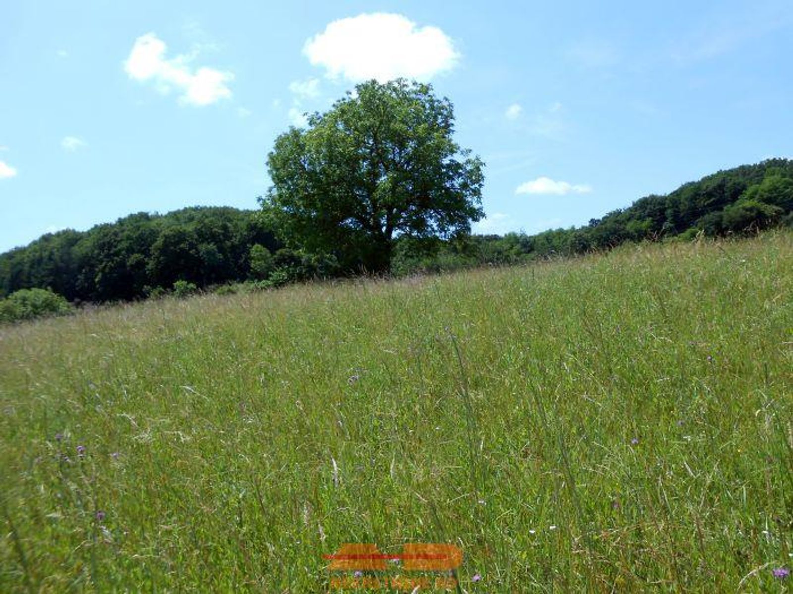 Zemljište 11.509 m2, uz ulicu, Dabrovac! — fotografija 8