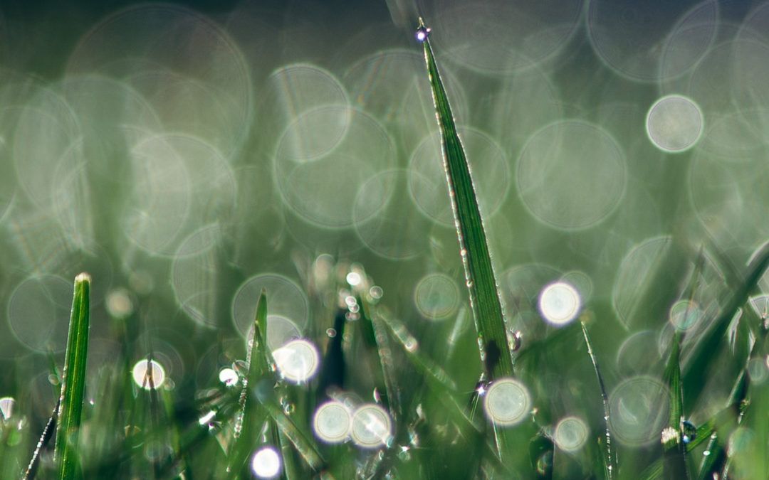 Grey Water Systems: A Sustainable Solution for Water Conservation