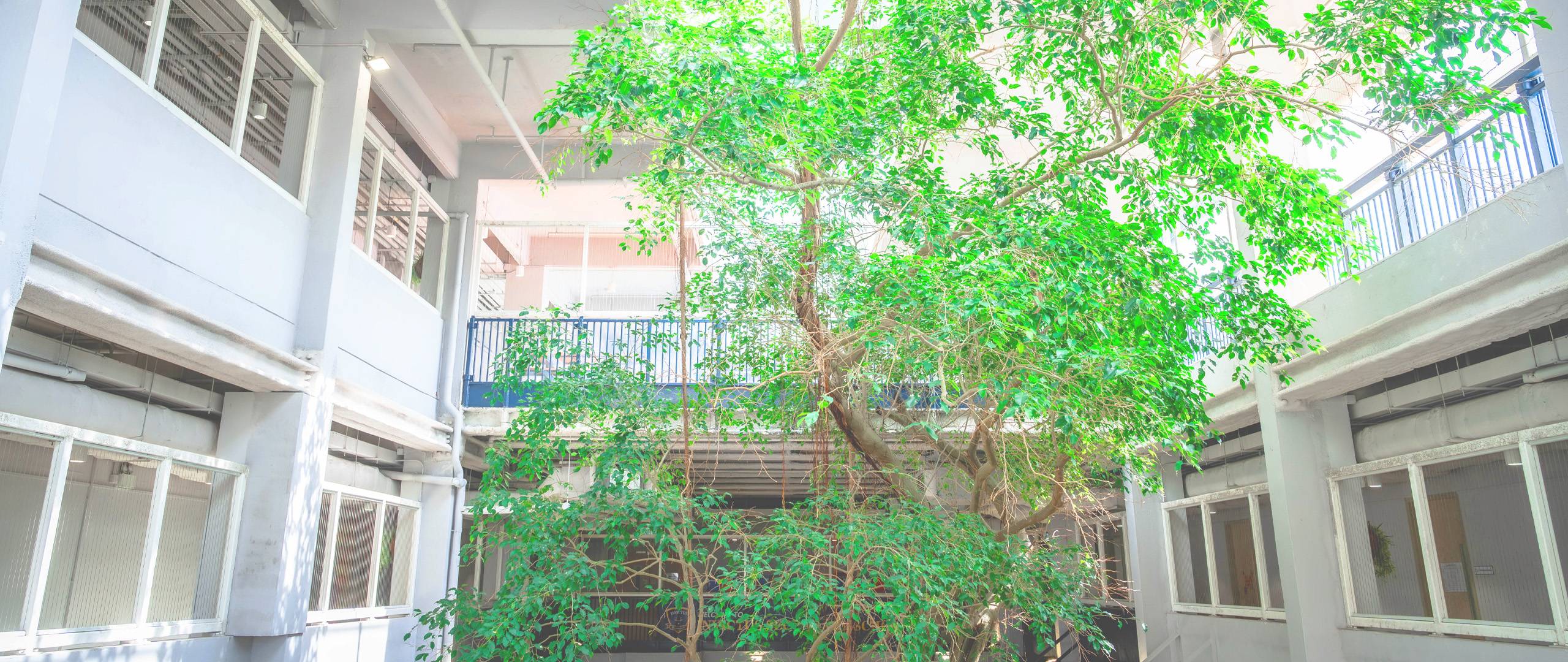 Central courtyard at Invictus International School Hong Kong featuring a tall, vibrant green tree surrounded by classrooms and walkways, providing a calm, natural environment within the campus.