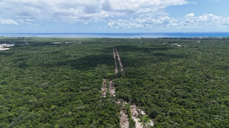 Selva Real, Playa del Carmen
