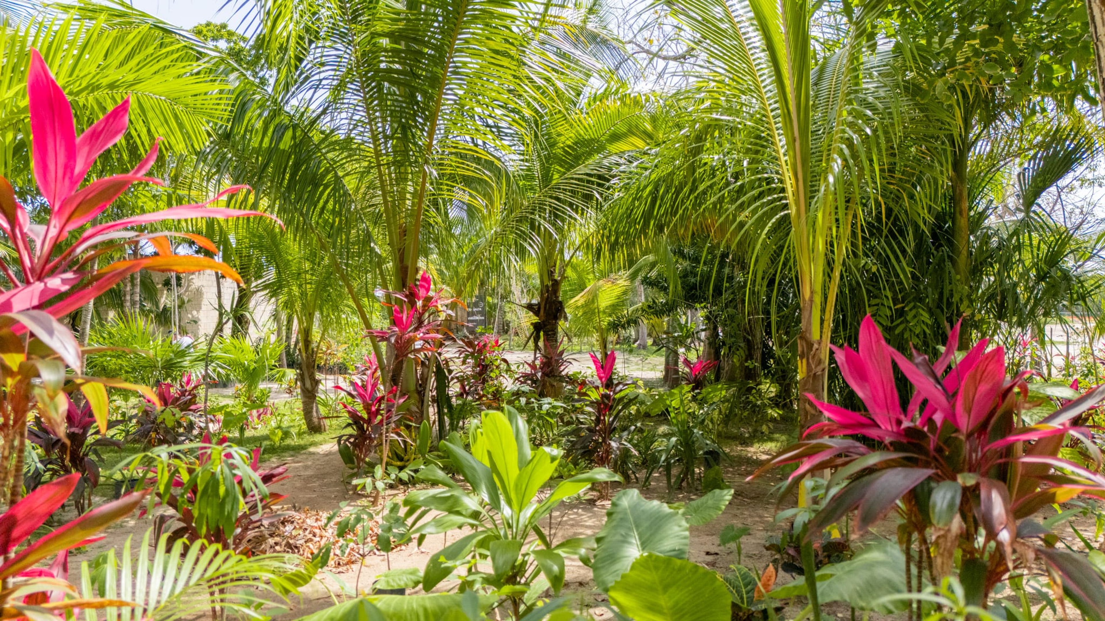Distrito Yaax, presale in Cancún