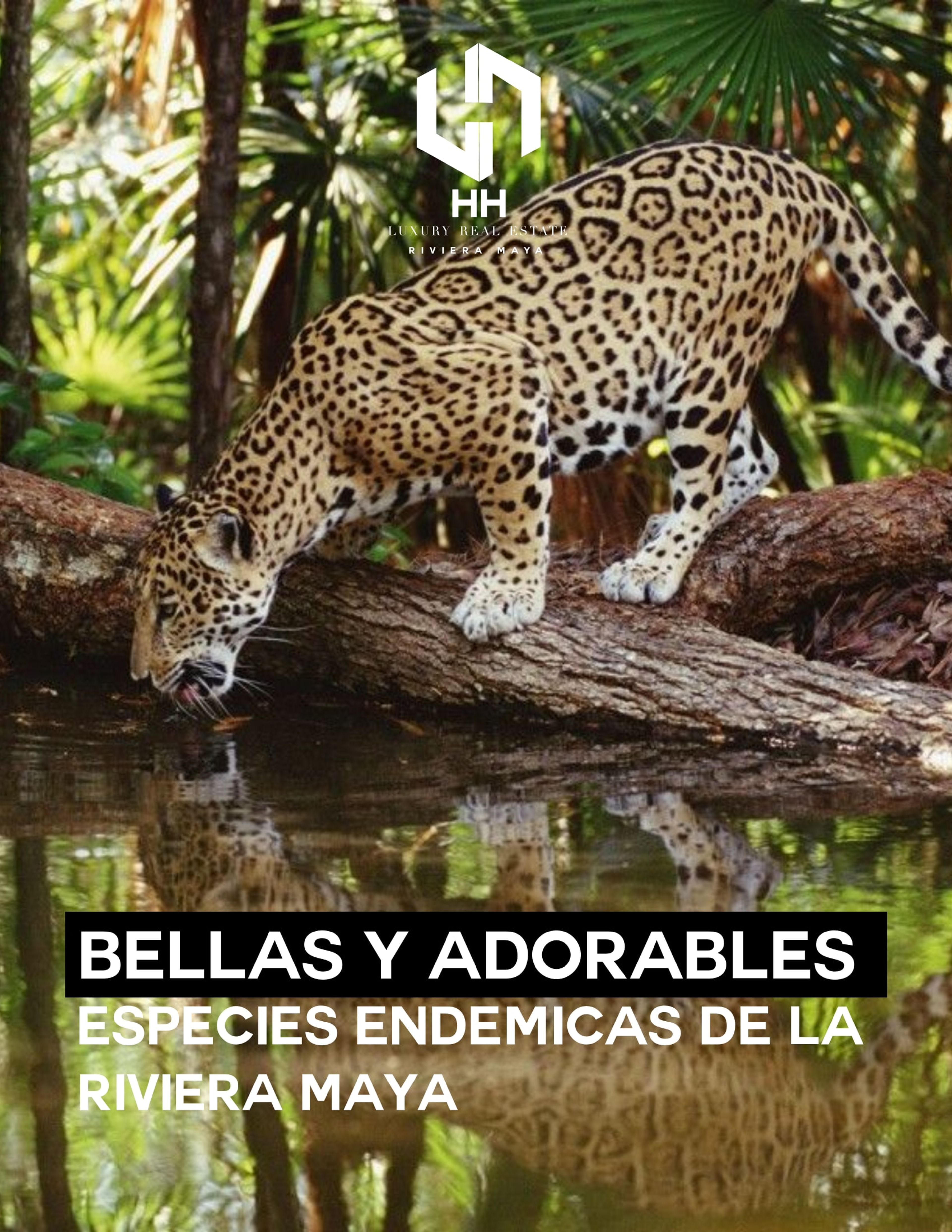 Bellas y Adorables Especies de Riviera Maya