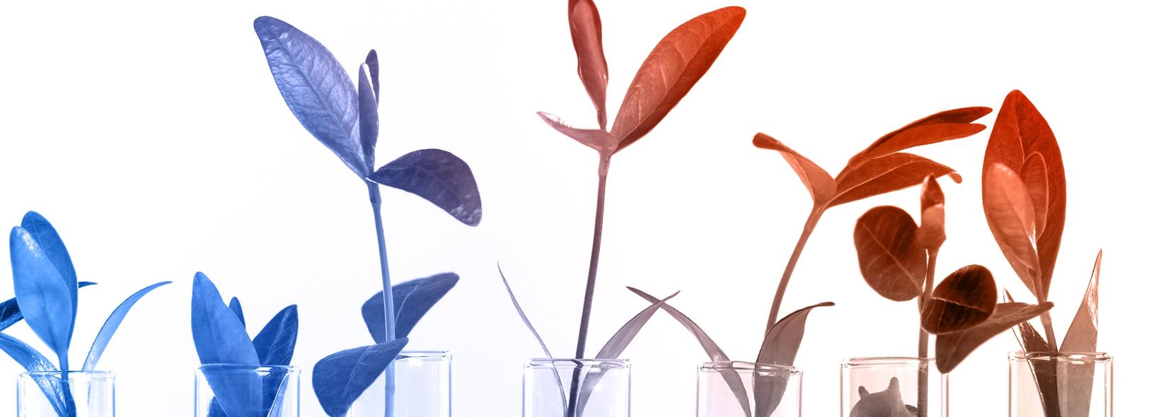 Sow, Cultivate, Harvest: The Secrets of an Effective Talent Pipeline