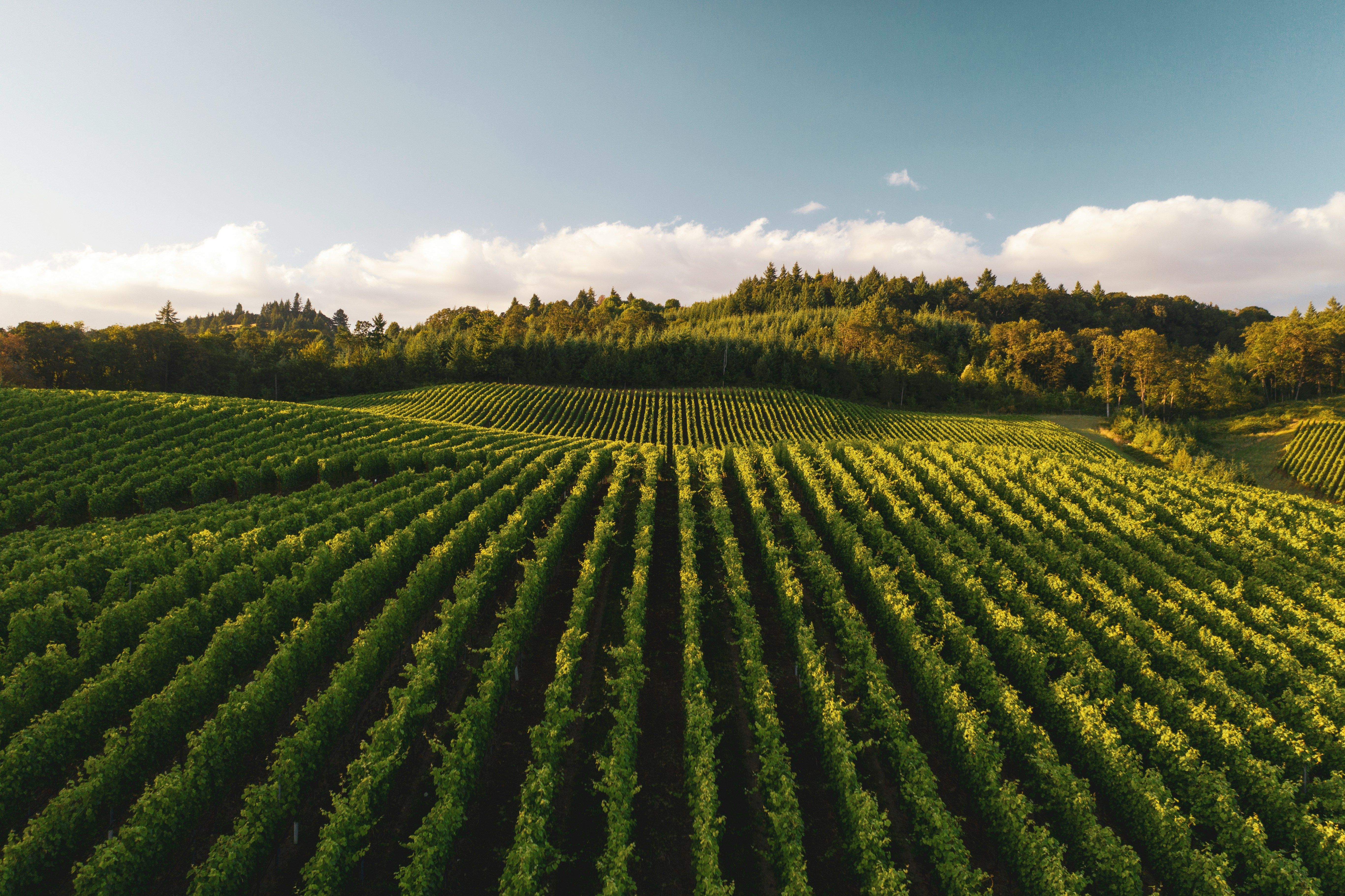 Farmland at golden hour, the customer story's hero image