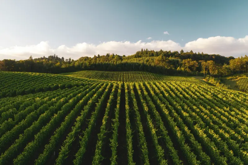 Aerial view of farmland fields (stock photo by Dan Meyers, Unsplash)
