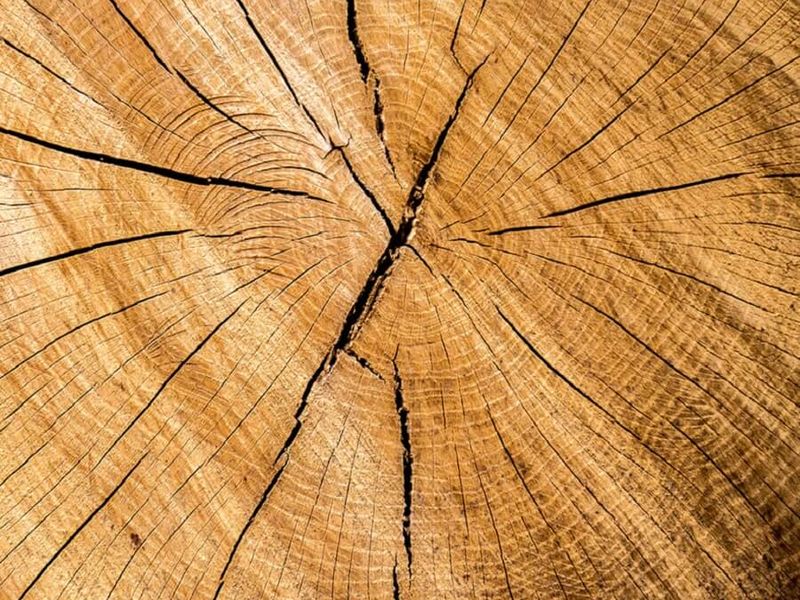 Querschnitt eines Baumstamms mit dichten Jahresringen und feinen Trockenrissen