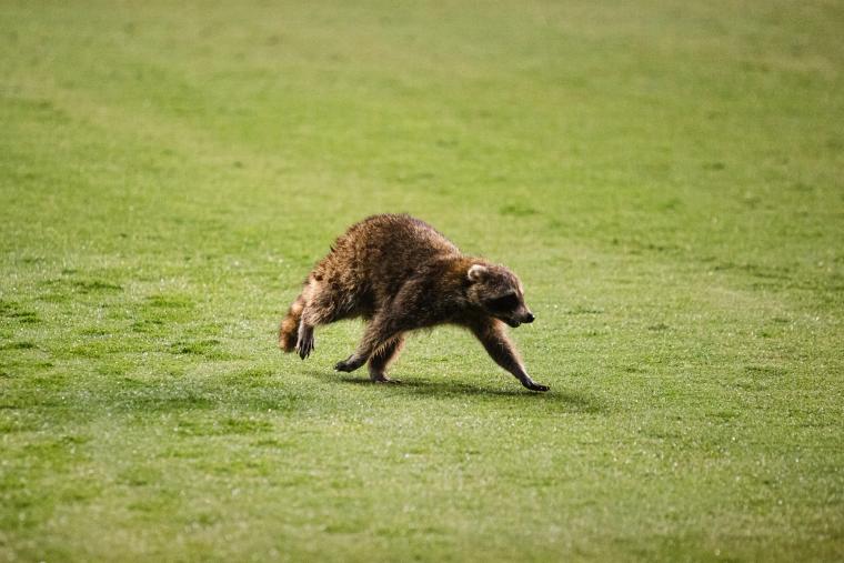 Raccoon Disrupts NYCFC's 2-1 Victory Over Philadelphia Union