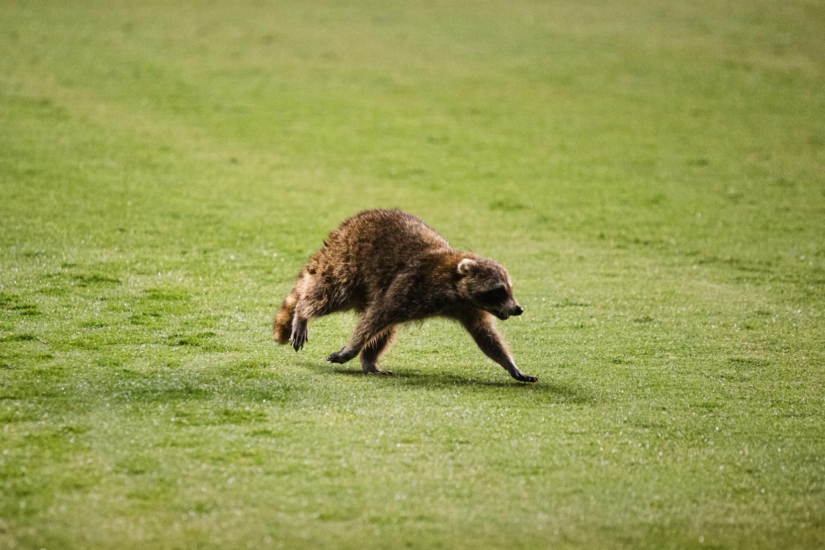 Raccoon Disrupts NYCFC's 2-1 Victory Over Philadelphia Union