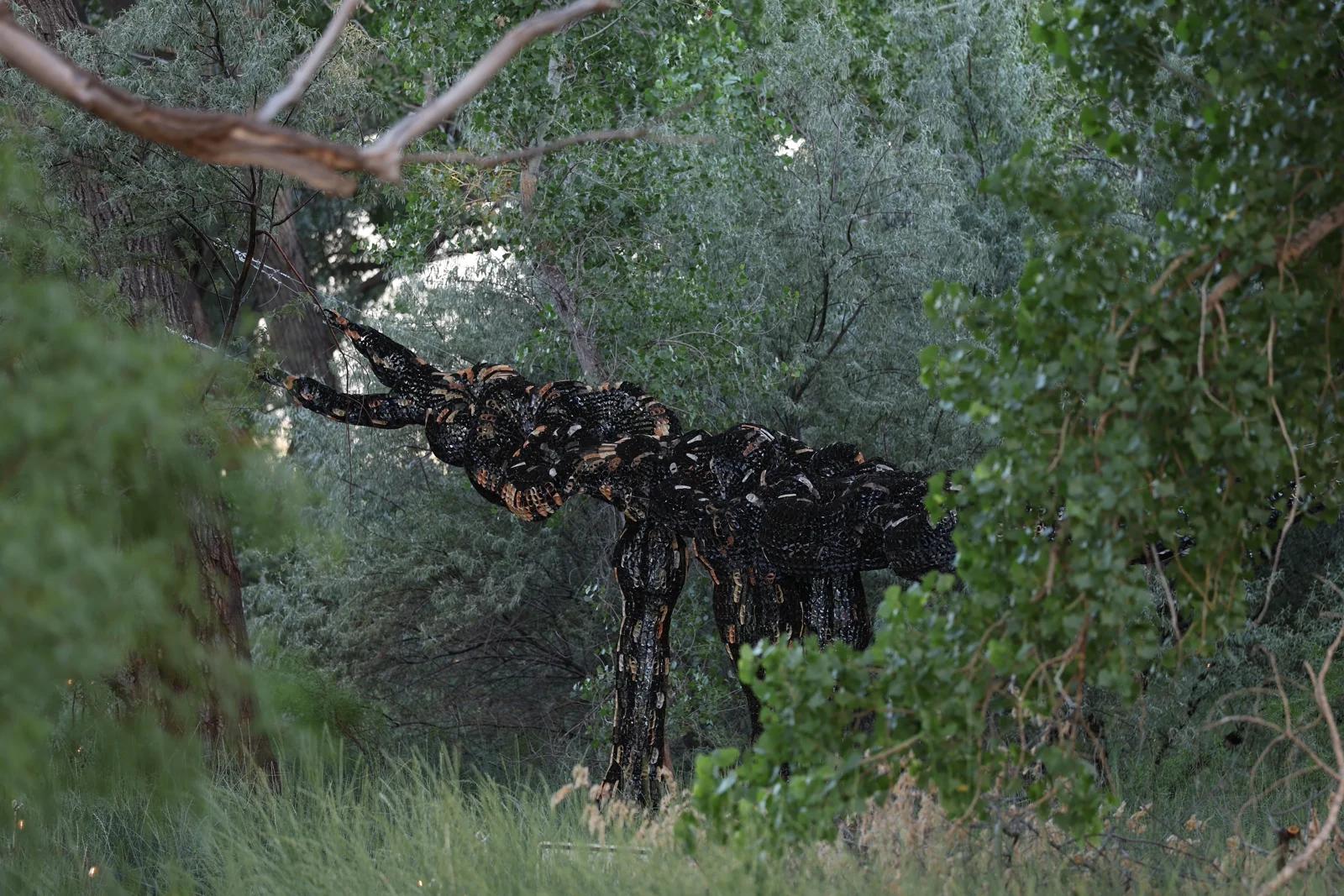 Desert Fungal Emergence 4