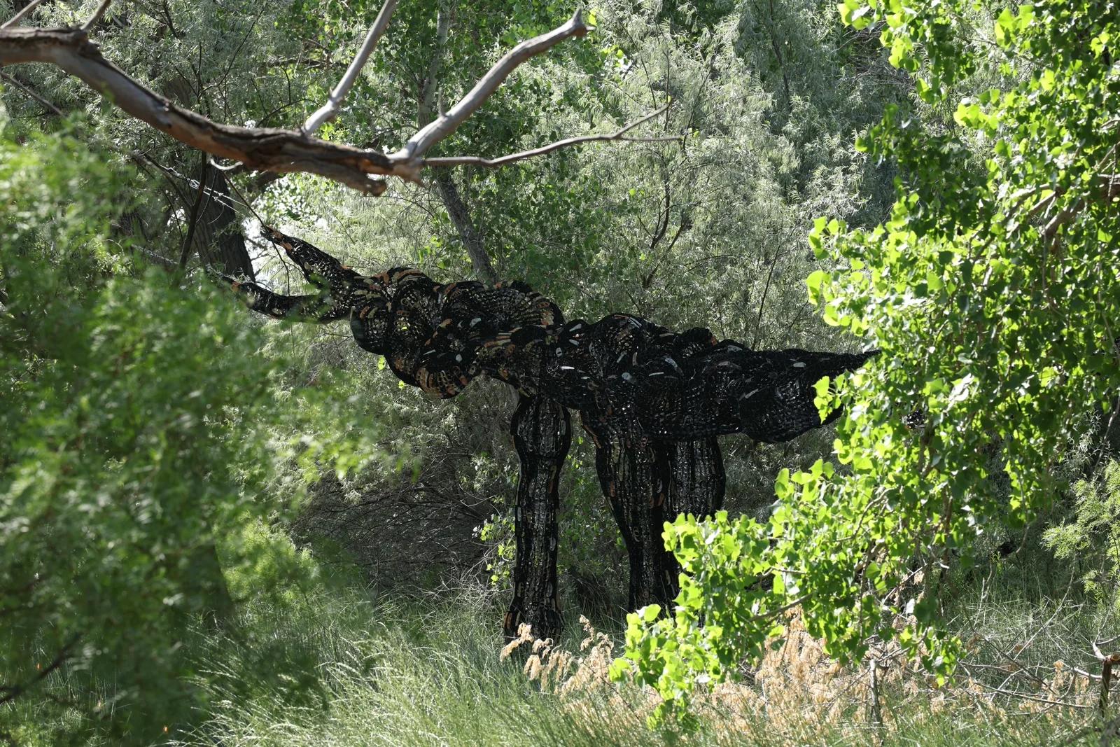 Desert Fungal Emergence 1