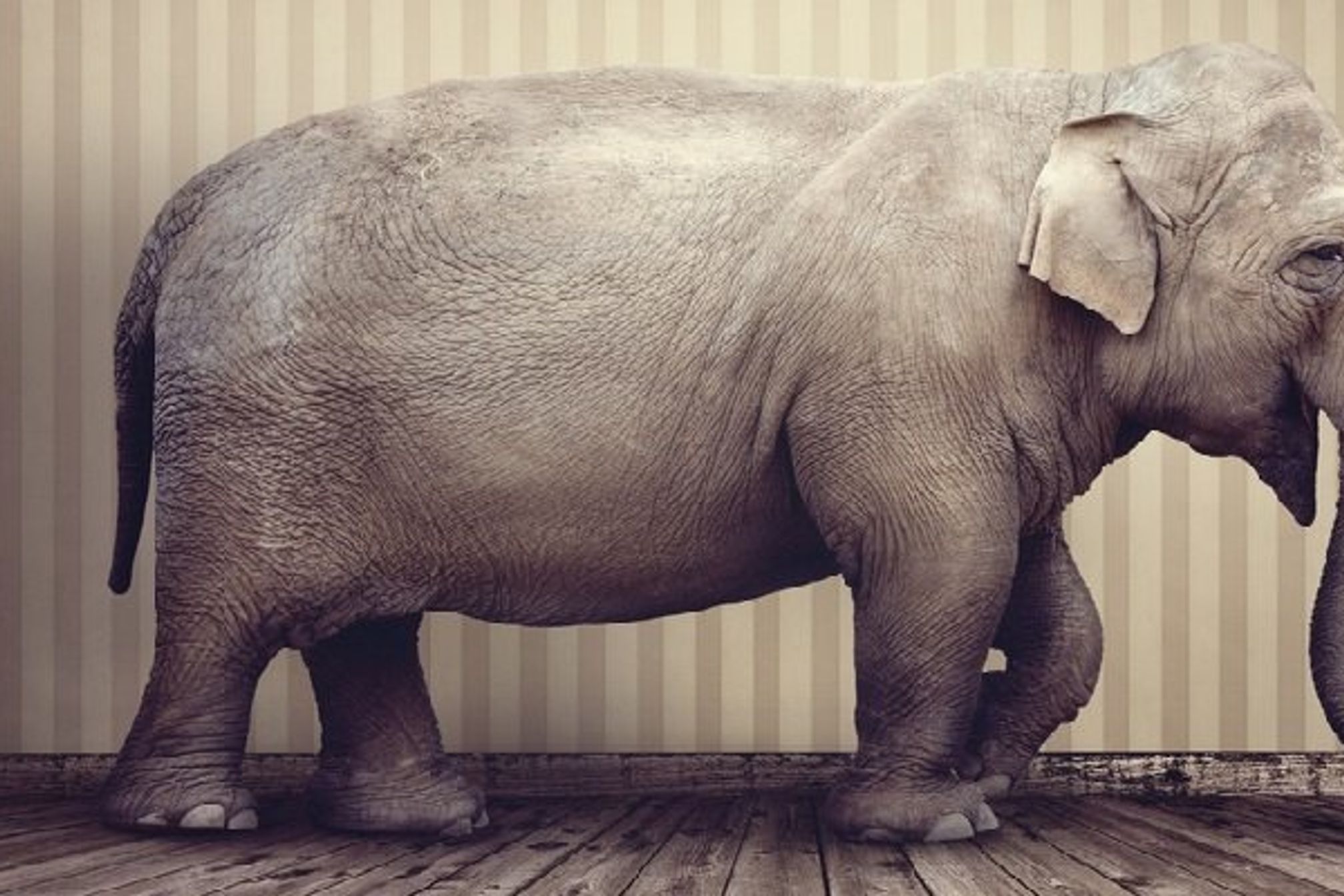 Elephant in the room