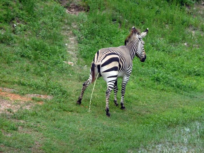 Adiós a un clásico: la montaña rusa Kumba de Busch Gardens cerrará tras 33 años