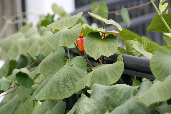 Una noche bajo la luna: el jardín botánico de Miami abre sus puertas al romance