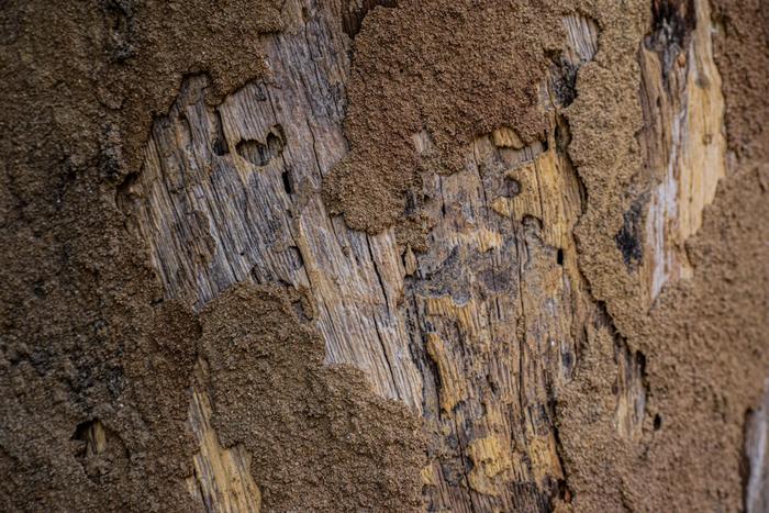 Un gel promete frenar termitas y carcoma sin necesidad de reemplazar la madera