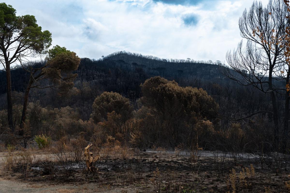 Un incendio forestal obliga a confinar a los vecinos de un municipio de Málaga y deja dos heridos