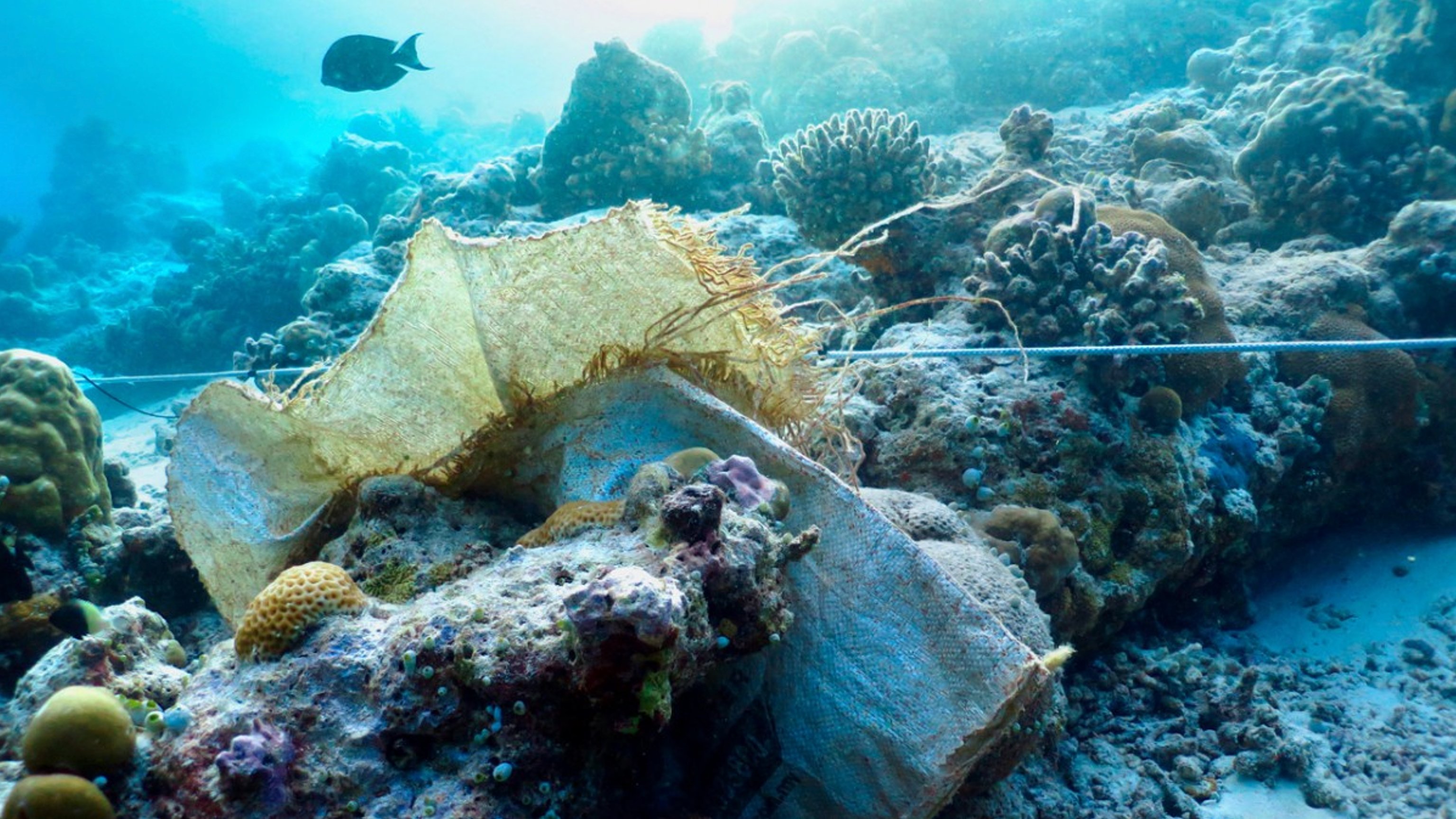 Plastic litter contributes to coral disease and death. Credit: Cornell University
