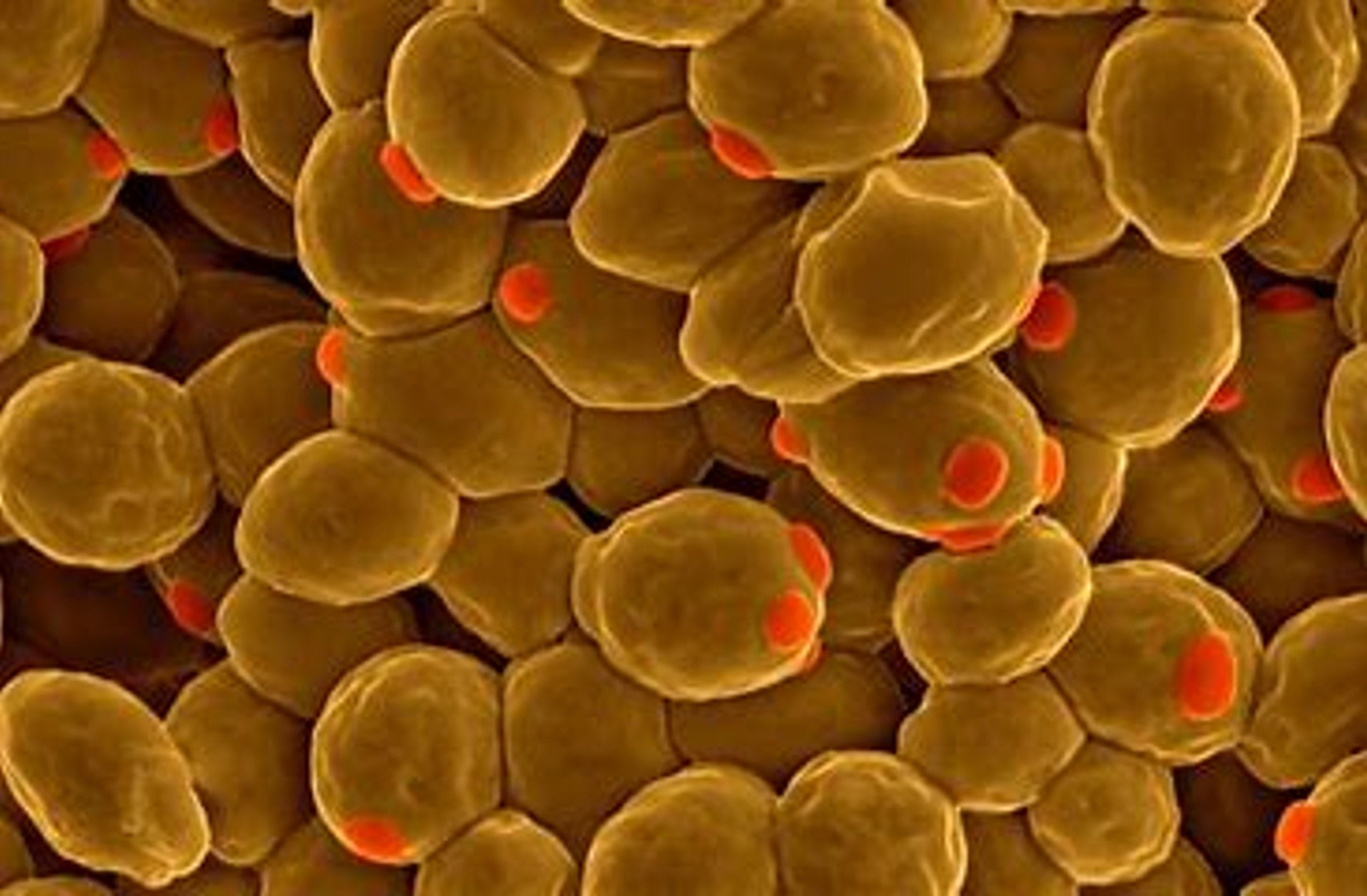 Microscopic image of Yeast cells.
