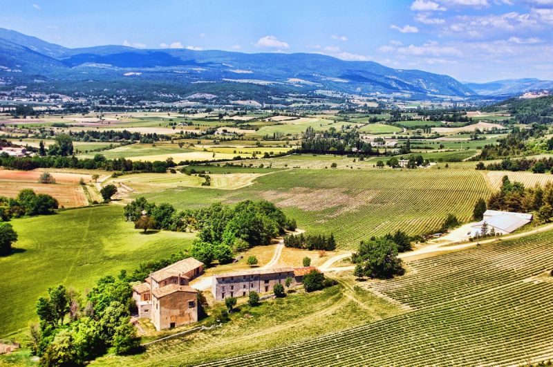 Vue panoramique des vignobles en Provence avec des montagnes en arrière-plan, illustrant les domaines viticoles pittoresques de la région.