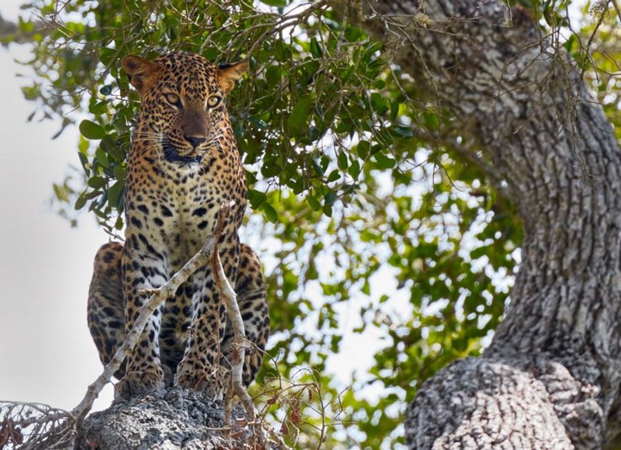 Un léopard perché sur une branche d