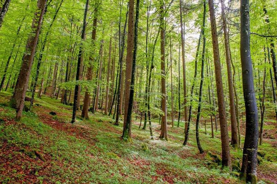 Vue de la forêt des Ardennes avec ses arbres majestueux et son sol couvert de feuilles.
