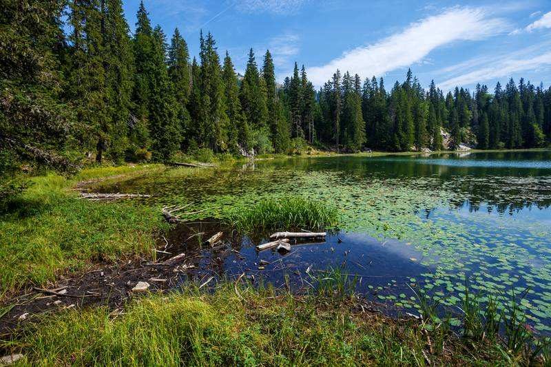 Lac Zminje dans le parc national du Durmitor au Monténégro, entouré de forêts de pins et de nénuphars sur l