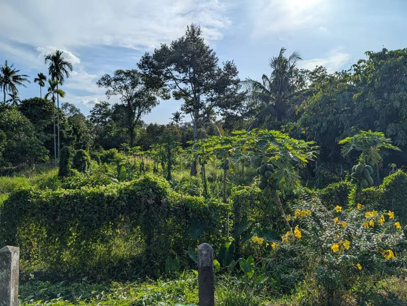 Jardin tropical avec végétation luxuriante à Vinh Long