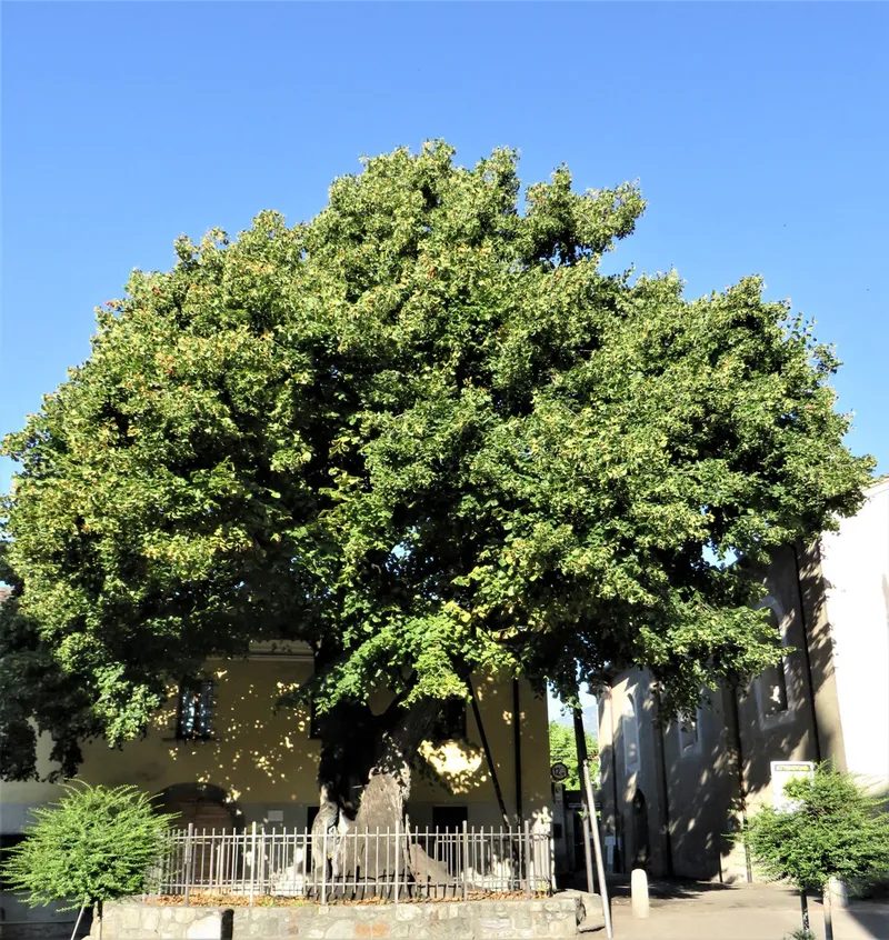 Le tilleul de Saint-Ours