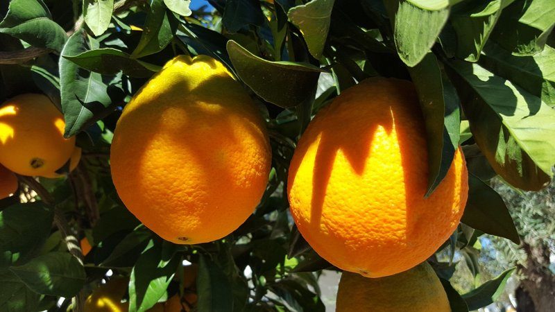 Gros plan de deux oranges mûres accrochées à un arbre avec des feuilles vertes dans une plantation à Valence.
