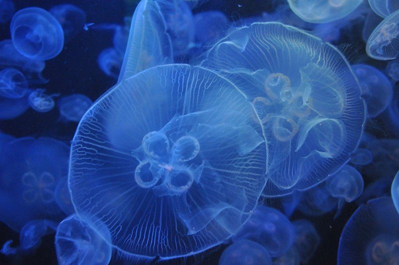 Gros plan sur des méduses transparentes flottant dans l