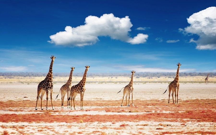 Troupeau de girafes dans les plaines arides du parc national d