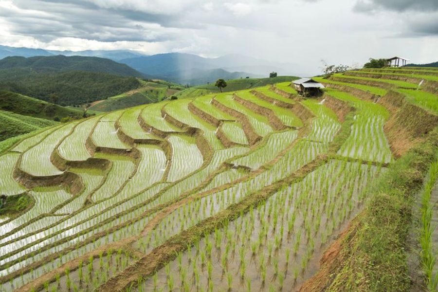 Rizières en terrasses verdoyantes à Mae Rim, Thaïlande, sous un ciel nuageux, avec des montagnes en arrière-plan.