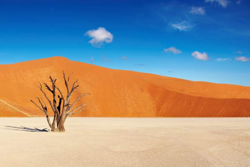 Arbre mort isolé sur une plaine blanche du désert du Namib, avec des dunes de sable rouge en arrière-plan sous un ciel bleu.