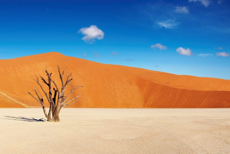 Arbre mort isolé sur une plaine blanche du désert du Namib, avec des dunes de sable rouge en arrière-plan sous un ciel bleu.