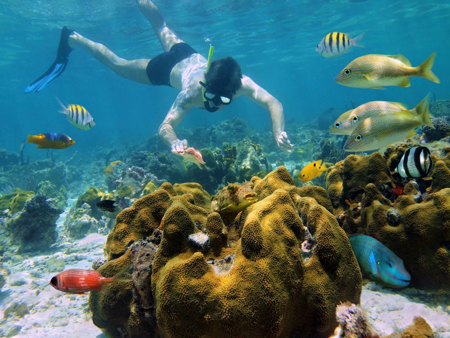 Snorkeling dans les eaux cristallines de Cancún