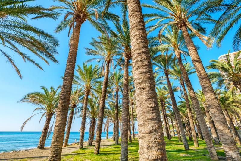 Plage bordée de palmiers à Torremolinos, près de Malaga, Espagne.