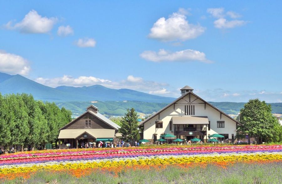 Rangées de fleurs multicolores à la ferme Tomita de Furano, Hokkaido…