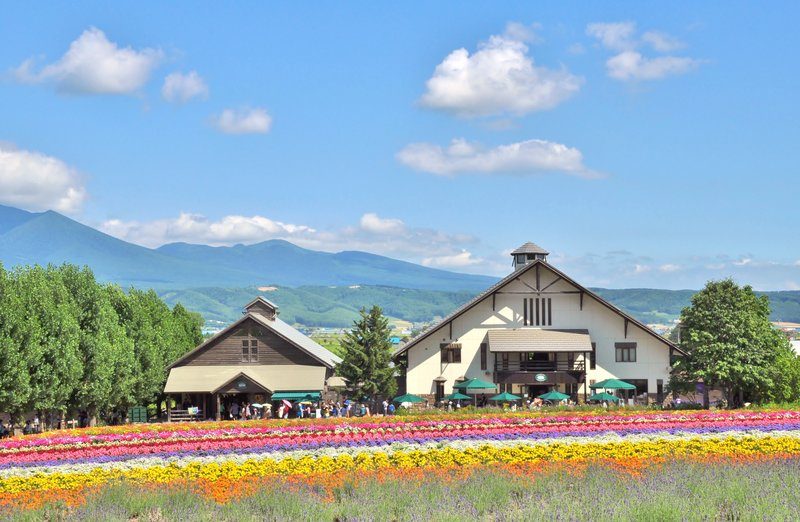 Rangées de fleurs multicolores à la ferme Tomita de Furano, Hokkaido…