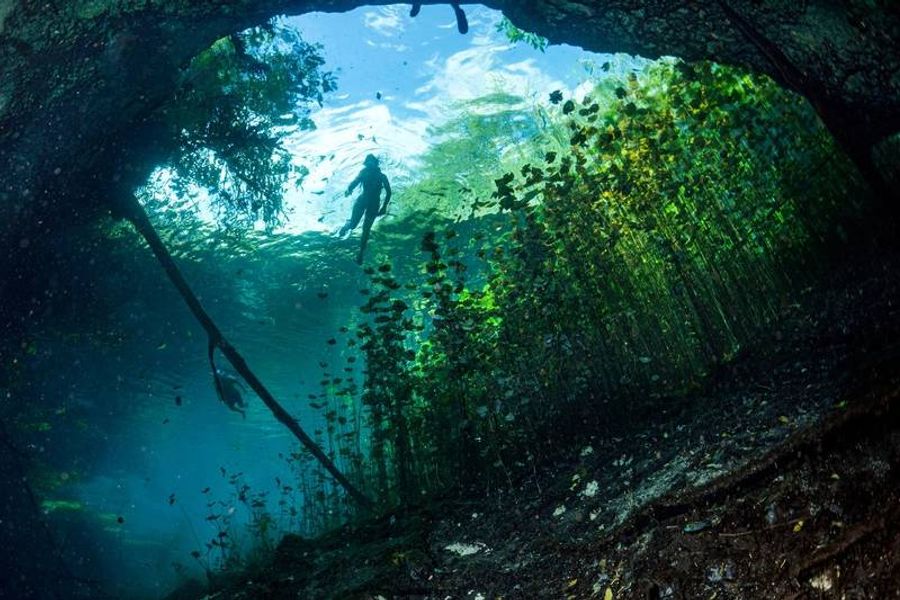 Plongeur en apnée vu depuis l’intérieur d’un cénote à Tulum, entouré de plantes aquatiques et baigné par une lumière turquoise naturelle.