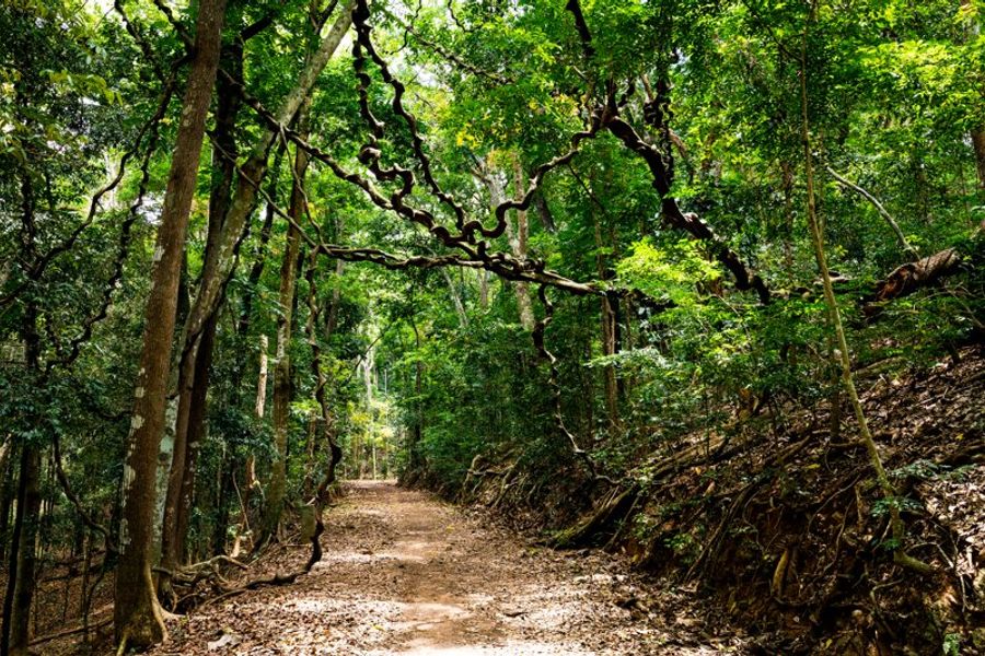 Sentier au cœur de la forêt d