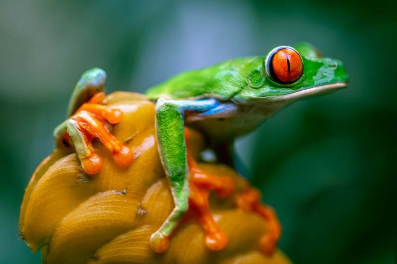 Une grenouille rainette à Monteverde au Costa Rica