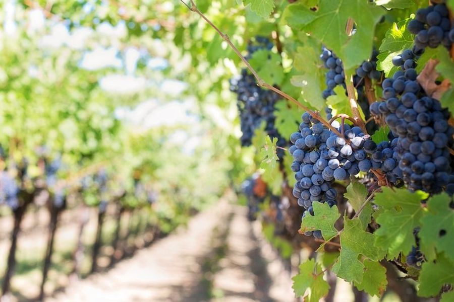 Vignobles en terrasses de la région de Lerici, Italie, avec des grappes de raisins mûrs.