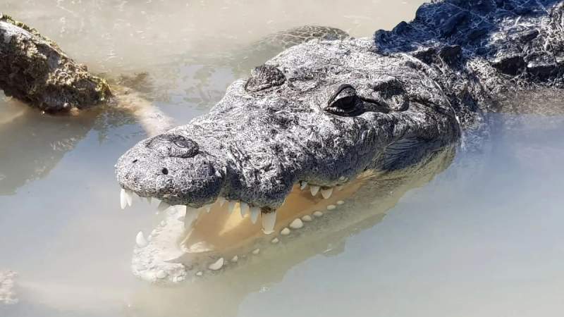 La tête d'un crocodile à Rio Lagartos