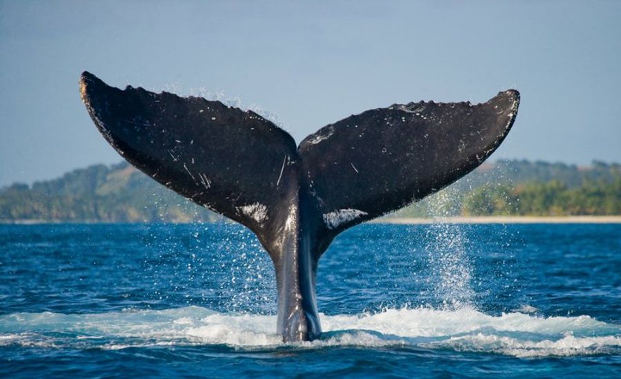 Grosse queue de baleine bleue émergeant de l’eau en pleine mer, avec des gouttelettes d’eau en suspension, lors d’une excursion d’observation des baleines à Mirissa.