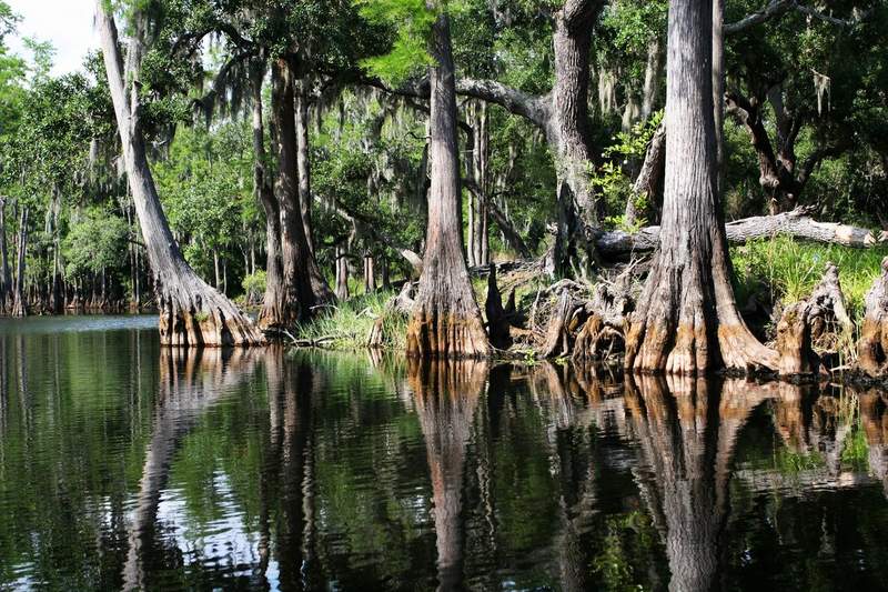 Forêt de cyprès dans les marécages de Floride, États-Unis