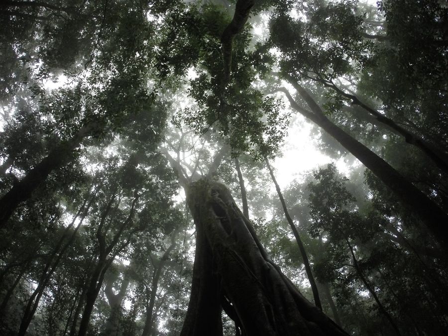 Ficus de Monteverde au Costa Rica
