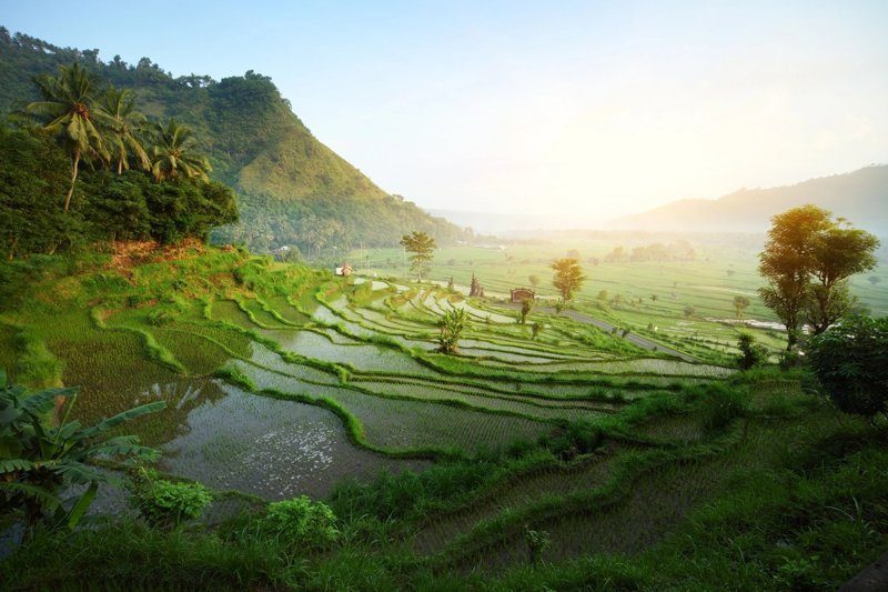 Terrasses de rizières verdoyantes à Seminyak, Bali, au lever du soleil.